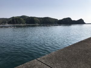 宇佐でカマス釣り